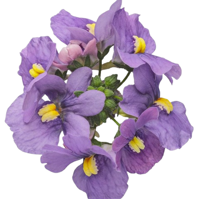 Bluebird Nemesia (Nemesia fruticans) | Proven Winners® New Variety 2025