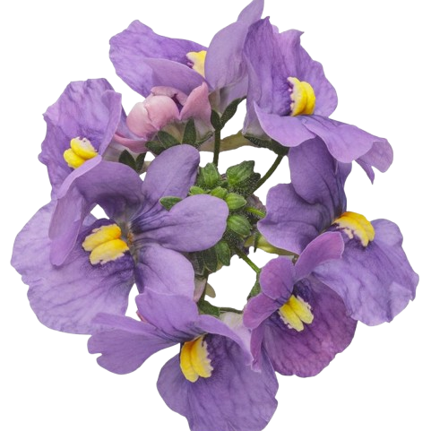 Bluebird Nemesia (Nemesia fruticans) | Proven Winners® New Variety 2025