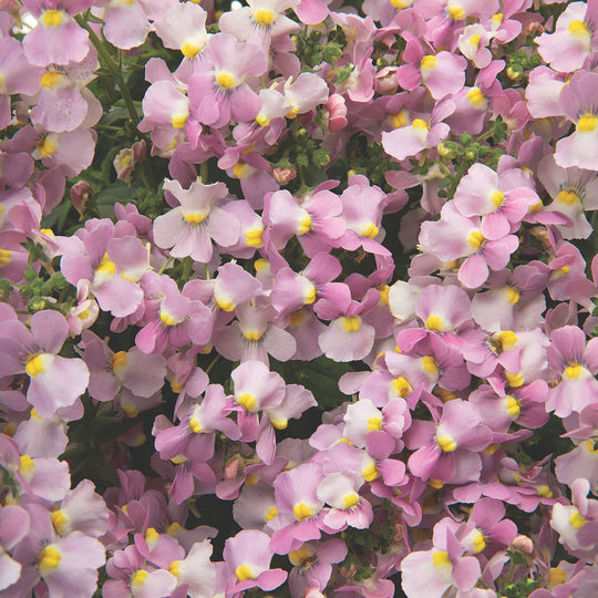 Aromance® Pink Nemesia (Nemesia fruticans)