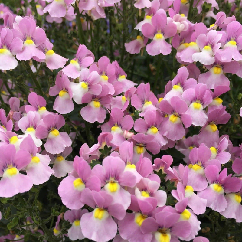 Aromance Pink Nemesia up close.