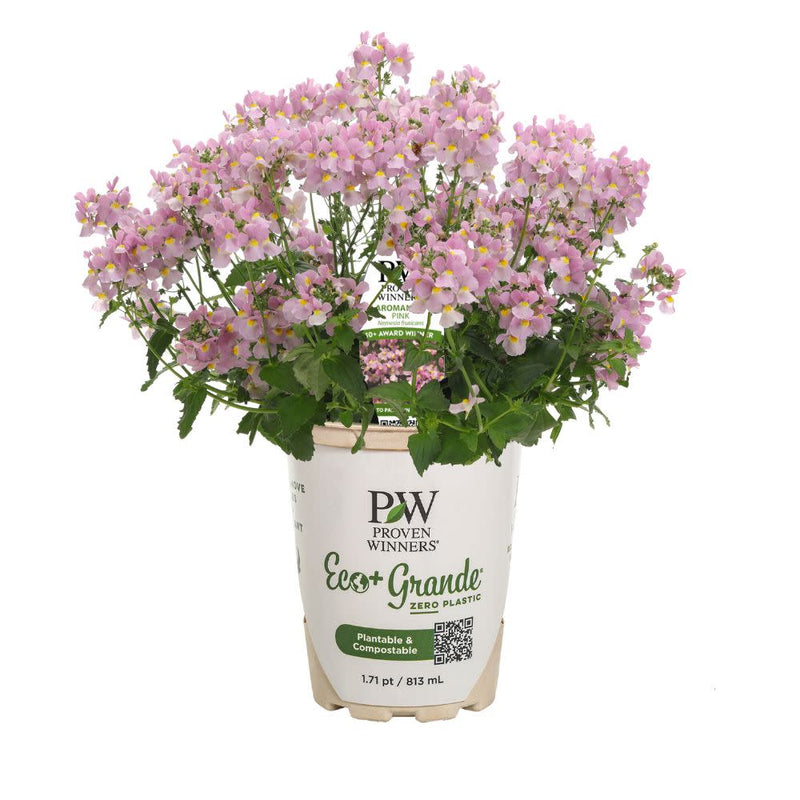 Aromance® Pink Nemesia (Nemesia fruticans)