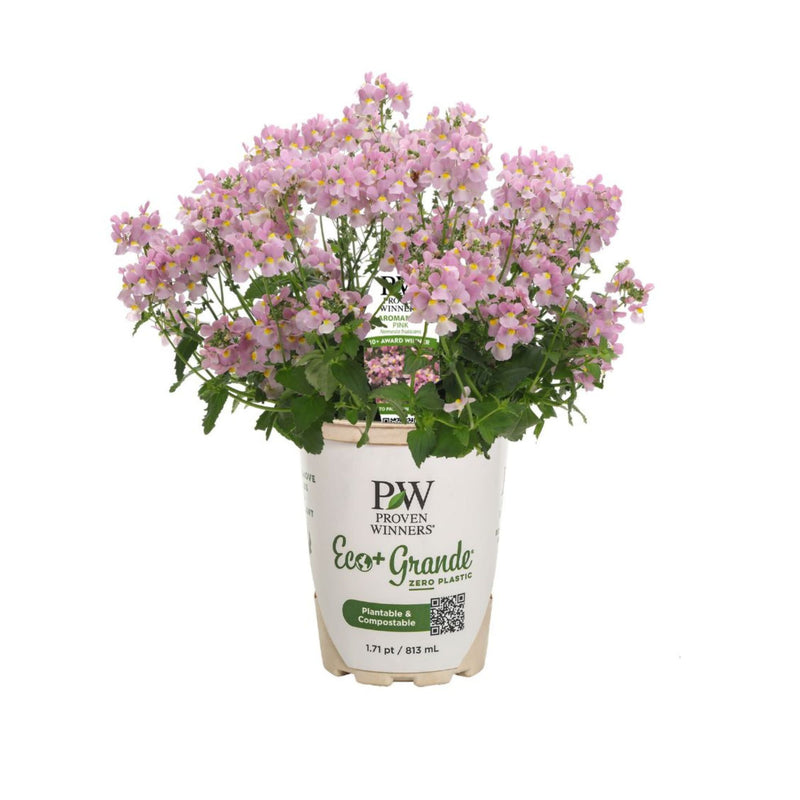 Aromance® Pink Nemesia (Nemesia fruticans)