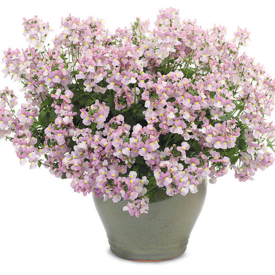 Aromance Pink Nemesia in use.