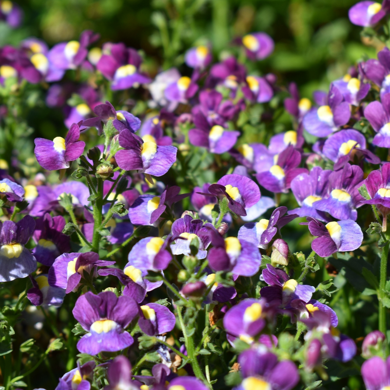 Aromance Mulberry Aromance Mulberry Nemesia up close.