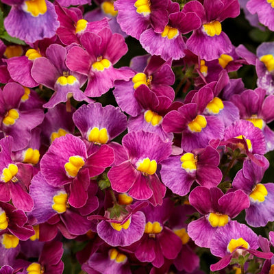 Aromance Mulberry Nemesia up close.