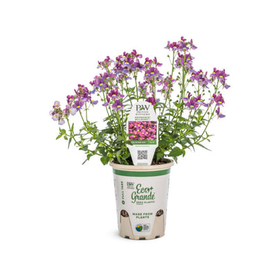 Aromance® Mulberry™ Nemesia (Nemesia fruticans)