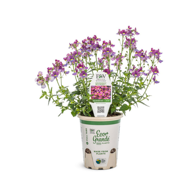 Aromance® Mulberry™ Nemesia (Nemesia fruticans)