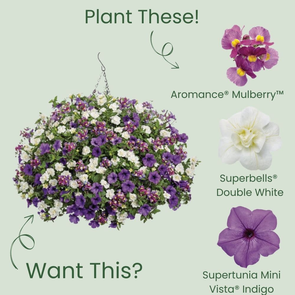 Nemesia | Aromance® Mulberry™ | Proven Winners® Annuals – Proven
