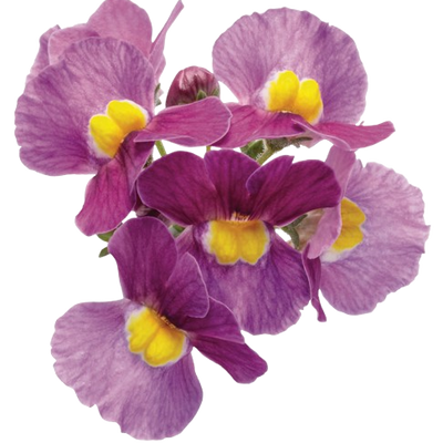 Aromance® Mulberry™ Nemesia (Nemesia fruticans)