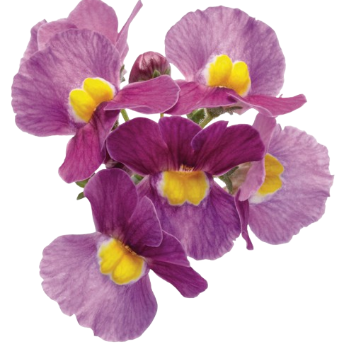 Aromance® Mulberry™ Nemesia (Nemesia fruticans)