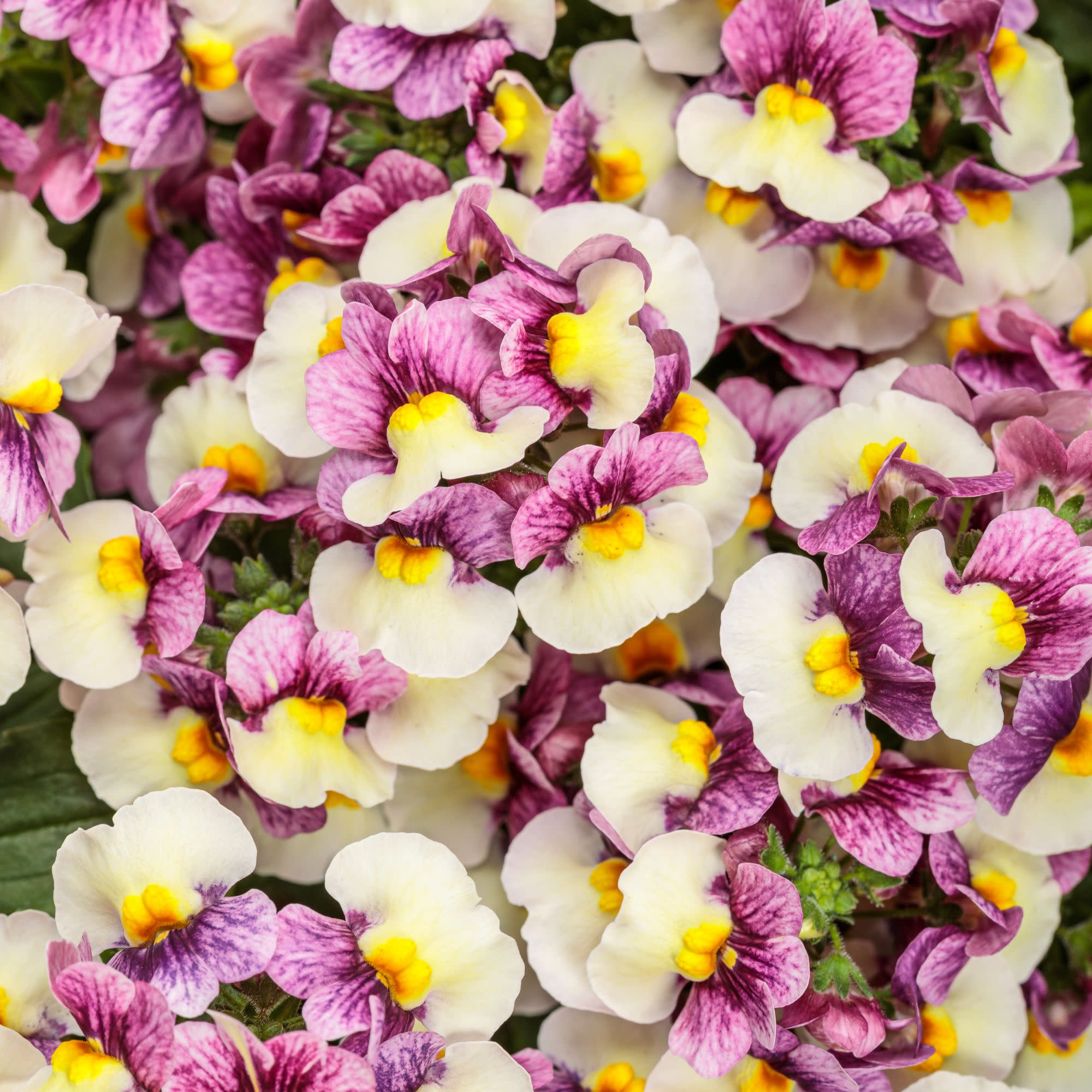 Nemesia | Aromance® Plum Honey | Proven Winners® Annuals – Proven