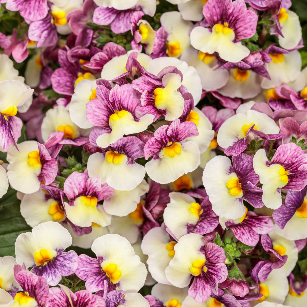 Aromance® Plum Honey Nemesia (Nemesia hybrid) | Proven Winners® New Variety 2027