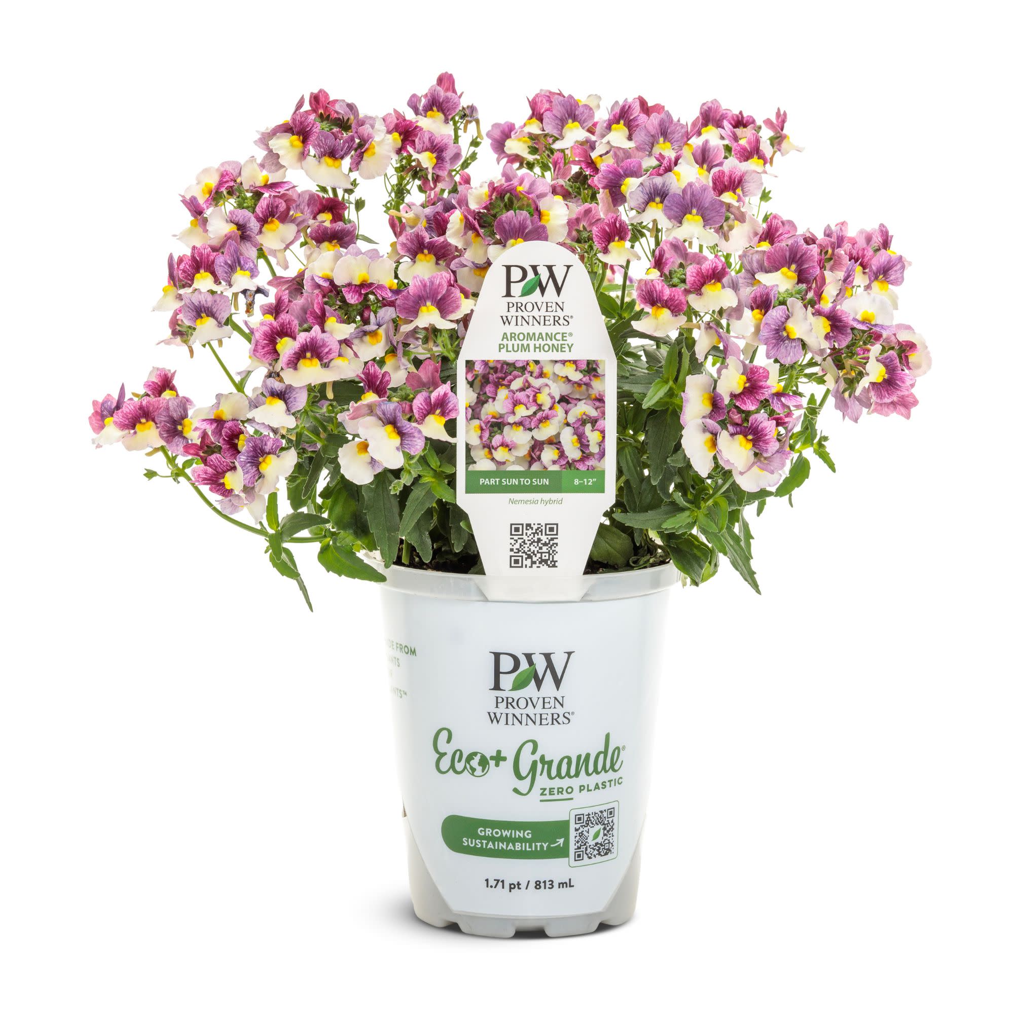 Nemesia | Aromance® Plum Honey | Proven Winners® Annuals – Proven