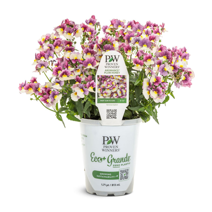 Aromance® Plum Honey Nemesia (Nemesia hybrid) | Proven Winners® New Variety 2027