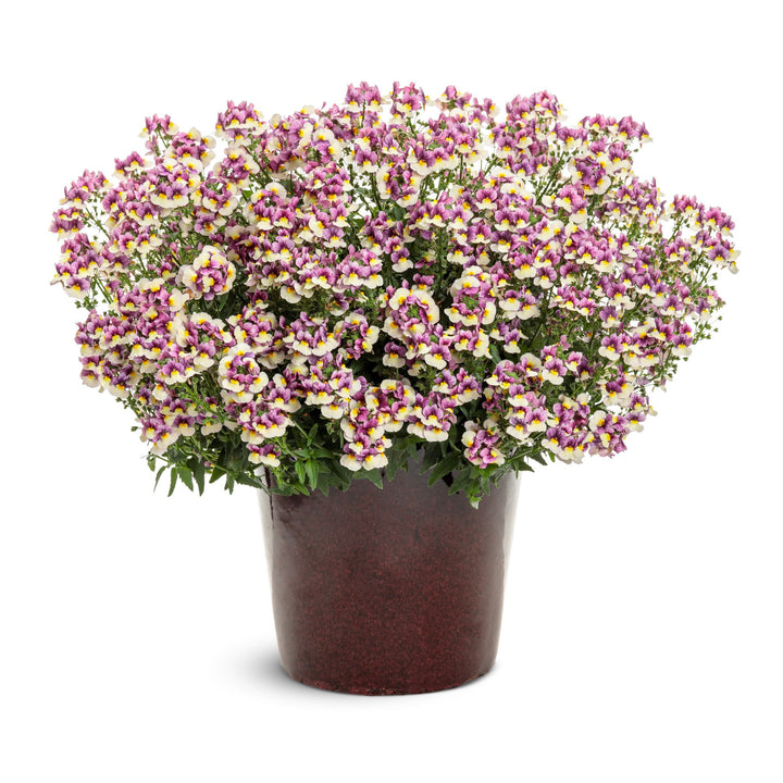 Aromance® Plum Honey Nemesia (Nemesia hybrid) | Proven Winners® New Variety 2027