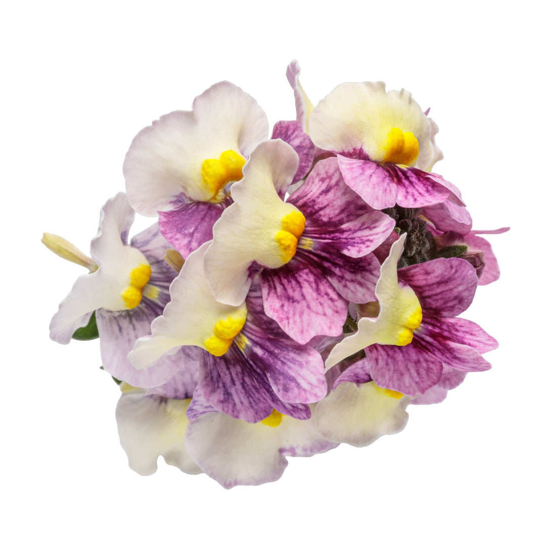 Aromance® Plum Honey Nemesia (Nemesia hybrid) | Proven Winners® New Variety 2027