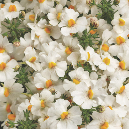 Sunsatia® Coconut Nemesia (Nemesia hybrid)