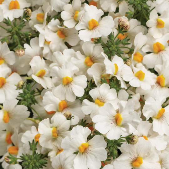 Sunsatia® Coconut Nemesia (Nemesia hybrid)