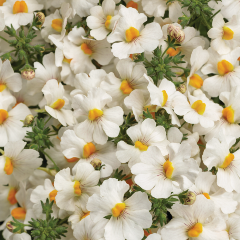 Sunsatia Coconut Nemesia up close.