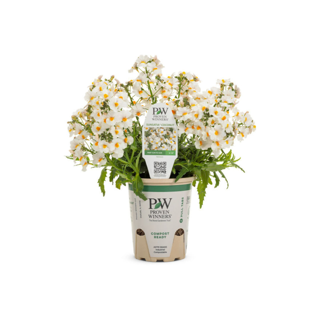 Sunsatia® Coconut Nemesia (Nemesia hybrid)