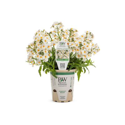 Sunsatia® Coconut Nemesia (Nemesia hybrid)