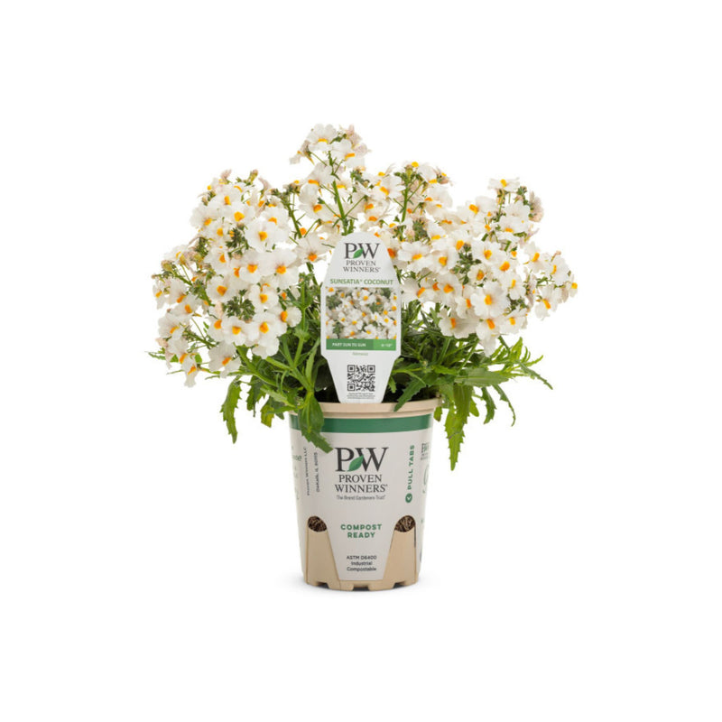 Sunsatia® Coconut Nemesia (Nemesia hybrid)