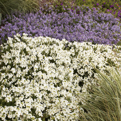 Sunsatia Coconut Nemesia in use.