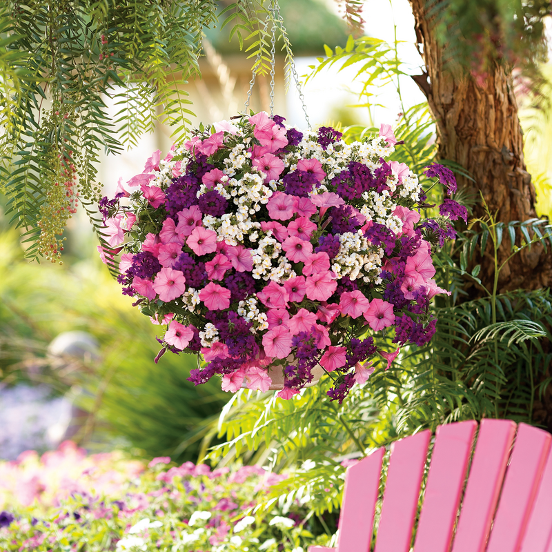 Sunsatia Coconut Nemesia in use.