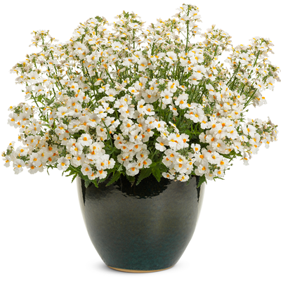 Sunsatia Coconut Nemesia in use.