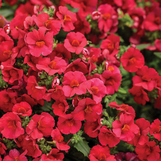 Sunsatia® Cranberry Red Nemesia (Nemesia hybrid)