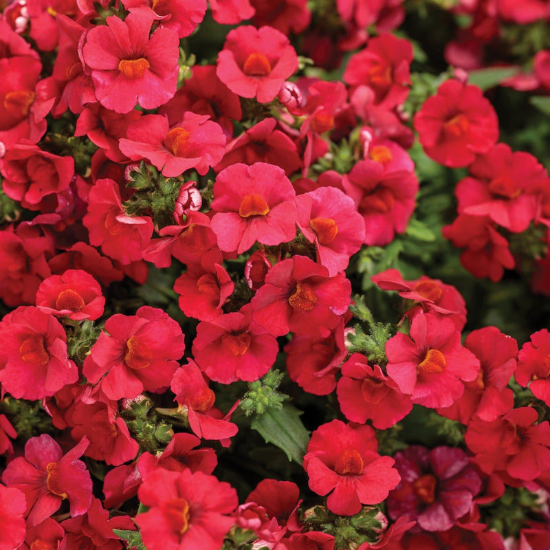 Sunsatia Cranberry Red Nemesia up close.