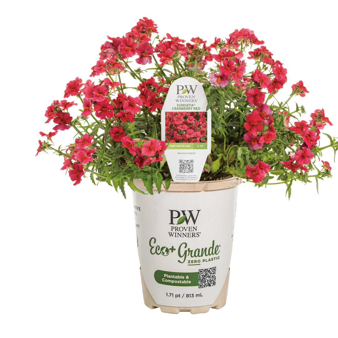 Nemesia | Sunsatia® Cranberry Red | Proven Winners® Annuals