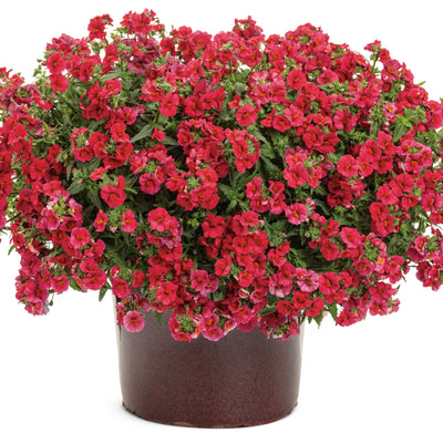 Sunsatia® Cranberry Red Nemesia (Nemesia hybrid)