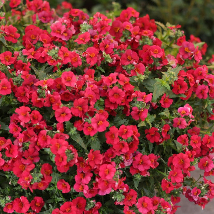 Sunsatia Cranberry Red Sunsatia Cranberry Red Nemesia in focus.