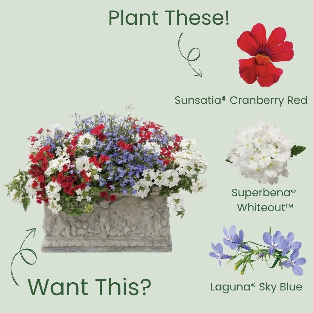 NATS 　SUNSEA Nemesia | Sunsatia® Cranberry Red | Proven Winners® Annuals