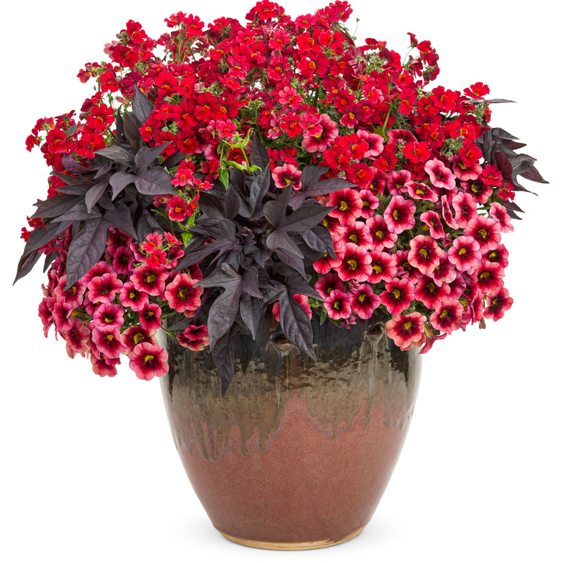 Sunsatia® Cranberry Red Nemesia (Nemesia hybrid)