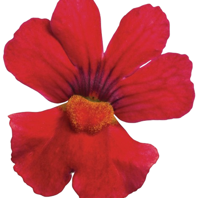 Sunsatia® Cranberry Red Nemesia (Nemesia hybrid)