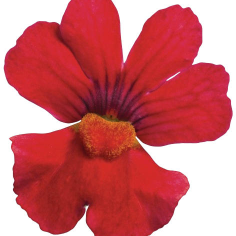 Sunsatia® Cranberry Red Nemesia (Nemesia hybrid)