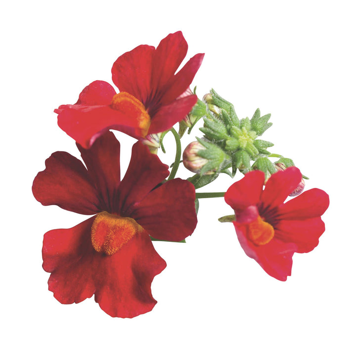 Nemesia | Sunsatia® Cranberry Red | Proven Winners® Annuals