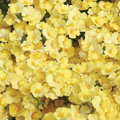 Sunsatia Lemon Nemesia up close.