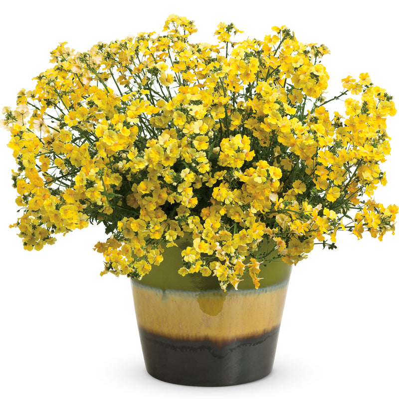 Sunsatia® Lemon Nemesia (Nemesia hybrid)