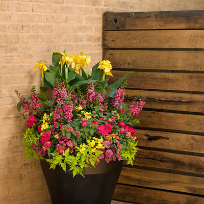 Sunsatia Lemon Nemesia in use.