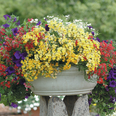 Sunsatia Lemon Nemesia in use.