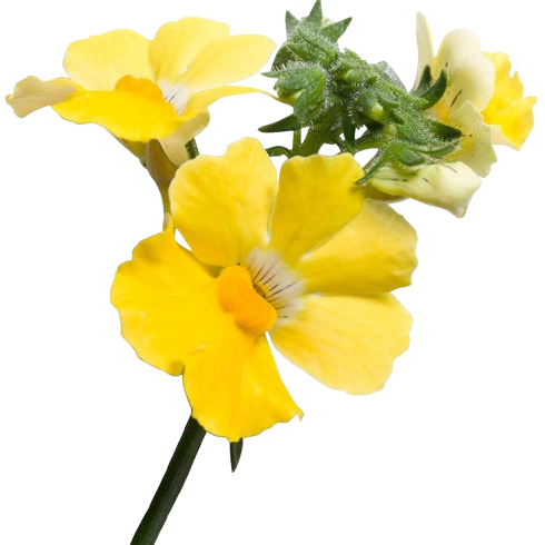 Sunsatia® Lemon Nemesia (Nemesia hybrid)