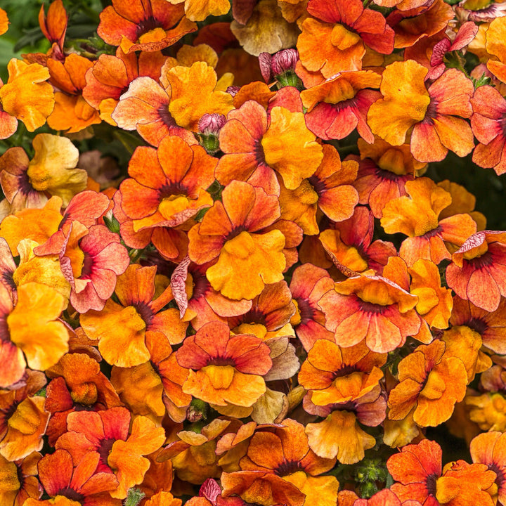 Sunsatia® Blood Orange™ Nemesia (Nemesia hybrid)