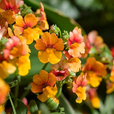 Sunsatia Blood Orange Nemesia up close.