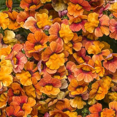 Sunsatia Blood Orange Nemesia up close.