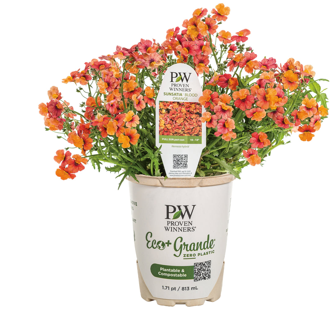 Nemesia | Sunsatia® Blood Orange™ | Proven Winners® Annuals