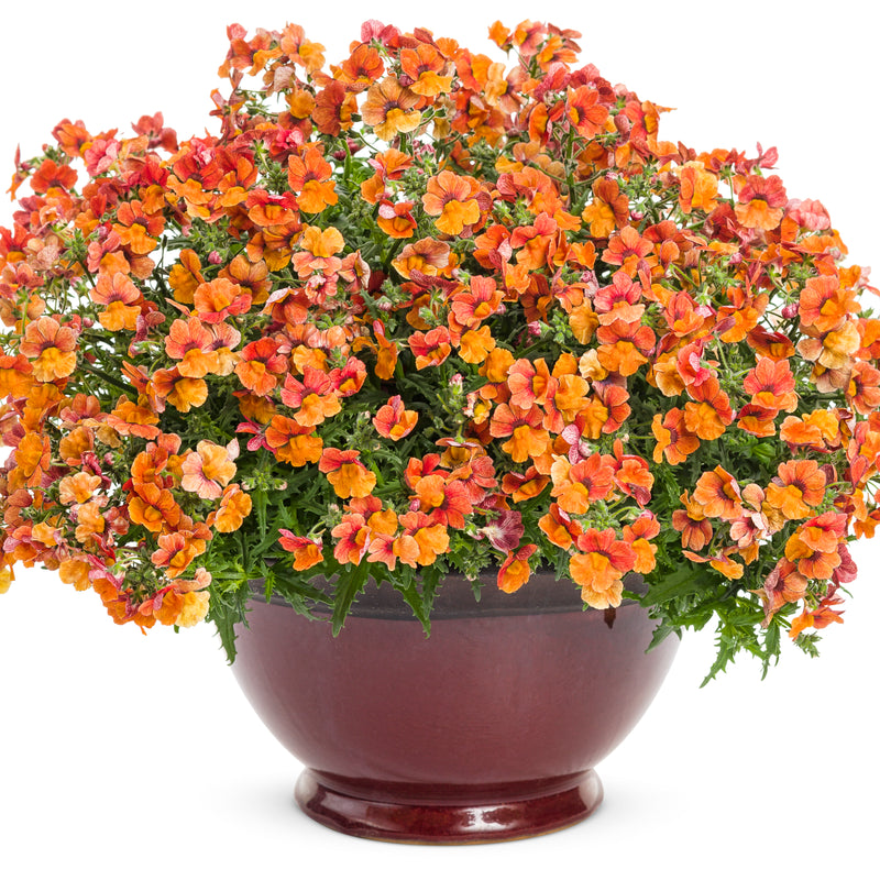 Sunsatia® Blood Orange™ Nemesia (Nemesia hybrid)