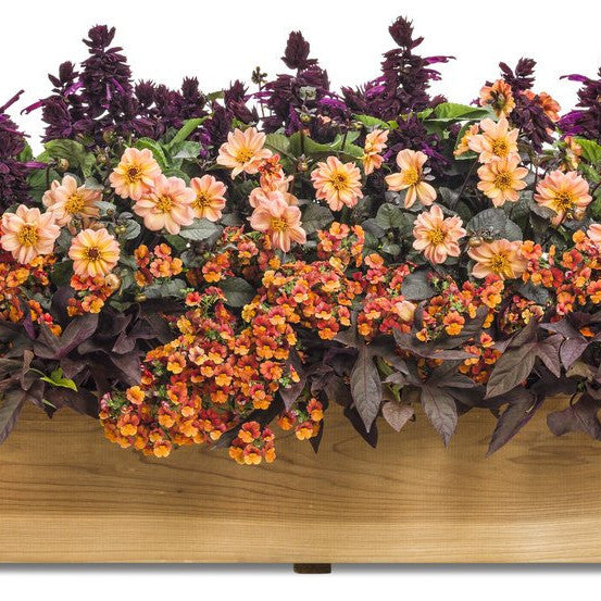 Sunsatia Blood Orange Nemesia in use.